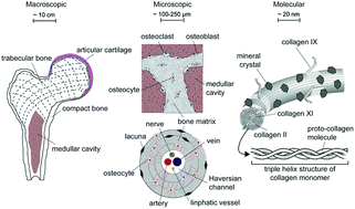 Biopolymers as bone substitutes: a review - Biomaterials Science (RSC  Publishing)