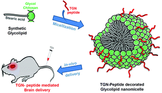 Peptide Decorated Glycolipid Nanomicelles For Drug Delivery Across The ...