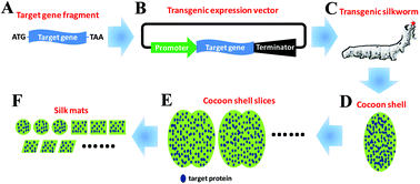 Genetic fabrication of functional silk mats with improved cell ...