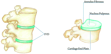 intervertebral disc structure