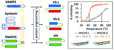 A Thermo Responsive Self Assembling Biointerface For On Demand Release Of Surface Immobilised Proteins Biomaterials Science Rsc Publishing