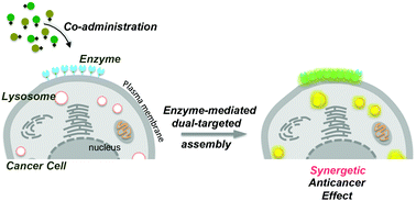 Enzyme-mediated dual-targeted-assembly realizes a synergistic