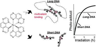 Ru(TAP)32+ uses multivalent binding to accelerate and constrain photo ...