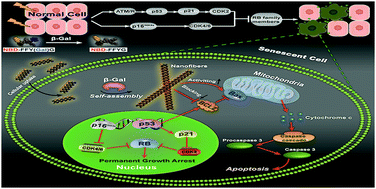 B Galactosidase Instructed Supramolecular Hydrogelation For Selective Identification And Removal Of Senescent Cells Chemical Communications Rsc Publishing