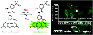 glutathione s transferase p1 Glutathione S-transferase main image 0