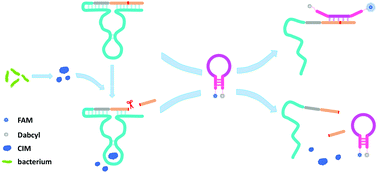 A simple mix-and-read bacteria detection system based on a DNAzyme and ...