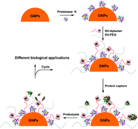 A Novel Method To Engineer Proteases For Selective Enzyme Inhibition Chemical Communications Rsc Publishing