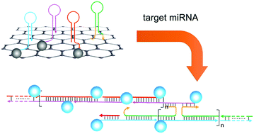 Bright carbon nanodots for miRNA diagnostics coupled with concatenated ...