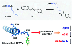 Substrate Interaction Inhibits G Secretase Production Of Amyloid B Peptides Chemical Communications Rsc Publishing