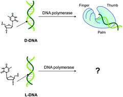 rna polymerase structure