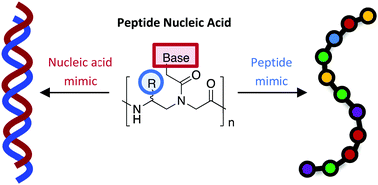 nucleic acid