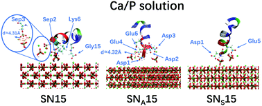 Computer Simulations Of The Adsorption Of An N Terminal - 