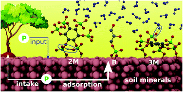 Qm Mm Simulations Of Organic Phosphorus Adsorption At The