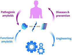 Half A Century Of Amyloids Past Present And Future Chemical Society Reviews Rsc Publishing