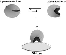 Novozym 435 The Perfect Lipase Immobilized Biocatalyst Catalysis Science Technology Rsc Publishing