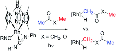 Photolysis Of Tp Rh Cnneopentyl Phncnneopentyl In The Presence Of Ketones And Esters Kinetic And Thermodynamic Selectivity For Activation Of Different Aliphatic C H Bonds Dalton Transactions Rsc Publishing