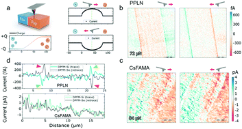 Ferroelectricity Free Lead Halide Perovskites Energy