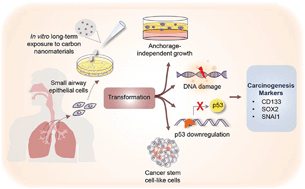 Acquisition Of Cancer Stem Cell Like Properties In Human Small Airway Epithelial Cells After A Long Term Exposure To Carbon Nanomaterials Environmental Science Nano Rsc Publishing