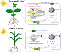 Photosynthetic Response Mechanisms In Typical C3 And C4 Plants Upon La2o3 Nanoparticle Exposure Environmental Science Nano Rsc Publishing