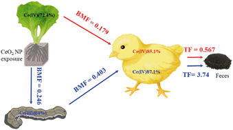 Transfer and transformation of CeO2 NPs along a terrestrial trophic food  chain - Environmental Science: Nano (RSC Publishing)