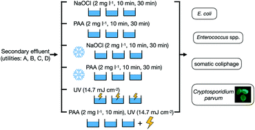 Inactivation Of E Coli Enterococcus Spp Somatic Coliphage And Cryptosporidium Parvum In Wastewater By Peracetic Acid Paa Sodium Hypochlorite And Combined Paa Ultraviolet Disinfection Environmental Science Water Research Technology Rsc