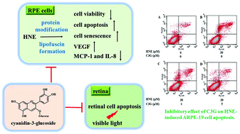 Pdf Heat Shock Factor 1 Attenuates 4 Hydroxynonenal Mediated
