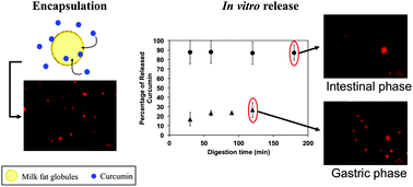 Encapsulation And Release Of Curcumin Using An Intact Milk Fat Globule Delivery System Food Function Rsc Publishing