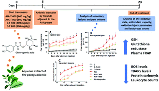 Yerba mate aqueous extract improves the oxidative and inflammatory states  of rats with adjuvant-induced arthritis