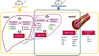 Phospholipids Vs Triglycerides