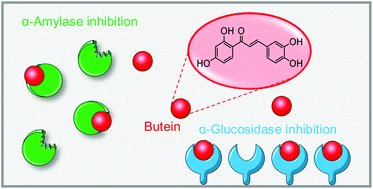 A Study Towards Drug Discovery For The Management Of Type 2 Diabetes Mellitus Through Inhibition Of The Carbohydrate Hydrolyzing Enzymes A Amylase And A Glucosidase By Chalcone Derivatives Food Function Rsc Publishing