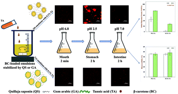 Bioaccessibility and stability of β-carotene encapsulated in plant-based  emulsions: impact of emulsifier type and tannic acid - Food & Function (RSC  Publishing)