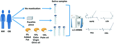 N Acylphosphatidylethanolamines And N Acylethanolamines Increase In Saliva Upon Food Mastication The Influence Of The Individual Nutritional Status And Fat Type In Food Food Function Rsc Publishing