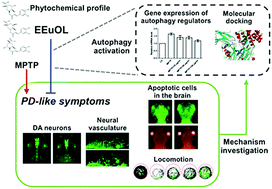 Anti Parkinson S Disease Activity Of Phenolic Acids From Eucommia Ulmoides Oliver Leaf Extracts And Their Autophagy Activation Mechanism Food Function Rsc Publishing