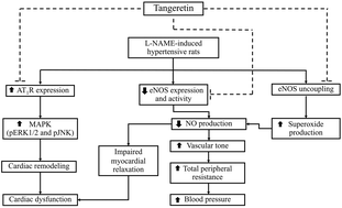 Tangeretin Mitigates L Name Induced Ventricular Dysfunction And Remodeling Through The At1r Perk1 2 Pjnk Signaling Pathway In Rats Food Function Rsc Publishing