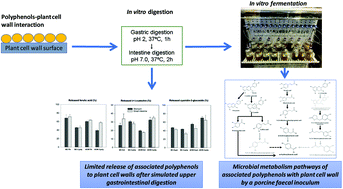 Independent Fermentation And Metabolism Of Dietary Polyphenols Associated With A Plant Cell Wall Model Food Function Rsc Publishing