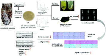 Enzymatic Preparation Of A Low Molecular Weight Polysaccharide Rich In Uronic Acid From The Seaweed Laminaria Japonica And Evaluation Of Its Hypolipidemic Effect In Mice Food Function Rsc Publishing