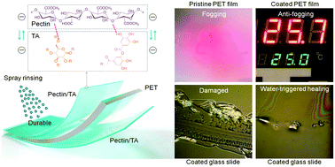 Highly transparent, healable, and durable anti-fogging coating by combining  hydrophilic pectin and tannic acid with poly(ethylene terephthalate) -  Green Chemistry (RSC Publishing)