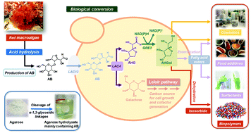 Biological Upgrading Of 3 6 Anhydro L Galactose From Agarose To A New Platform Chemical Green Chemistry Rsc Publishing