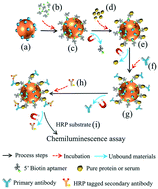 Simultaneous Detection Of Multiple Nt Probnp Clinical Samples Utilizing An Aptamer Based Sandwich Assay On An Integrated Microfluidic System Lab On A Chip Rsc Publishing