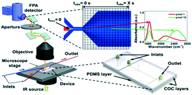 Polymeric Microfluidic Continuous Flow Mixer Combined With Hyperspectral Ft Ir Imaging For Studying Rapid Biomolecular Events Lab On A Chip Rsc Publishing