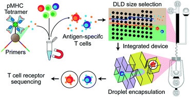 Mate Seq Microfluidic Antigen Tcr Engagement Sequencing Lab On A Chip Rsc Publishing