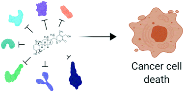 Broad Spectrum Antitumor Properties Of Withaferin A A Proteomic Perspective Rsc Medicinal Chemistry Rsc Publishing