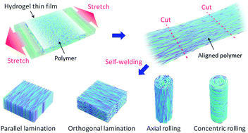 Anisotropic Tough Multilayer Hydrogels With Programmable - 