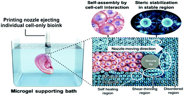 Individual cell-only bioink and photocurable supporting medium for