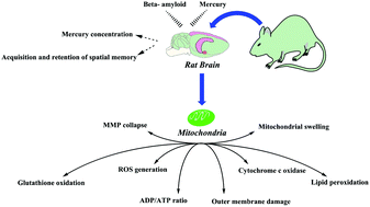 Effects Of Mercuric Chloride On Spatial Memory Deficit Induced By Beta Amyloid And Evaluation Of Mitochondrial Function Markers In The Hippocampus Of Rats Metallomics Rsc Publishing