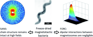 Probing The Stability And Magnetic Properties Of Magnetosome Chains In Freeze Dried Magnetotactic Bacteria Nanoscale Advances Rsc Publishing