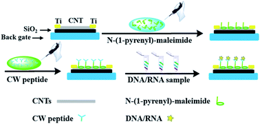 Universal Dna Detection Realized By Peptide Based Carbon Nanotube Biosensors Nanoscale Advances Rsc Publishing