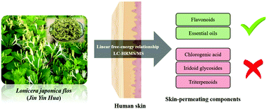 Skin-permeating components of Lonicera japonica flos: a comprehensive study  from observations and model computations - New Journal of Chemistry (RSC  Publishing)