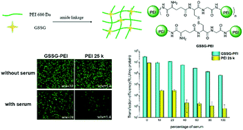 Glutathione modified low molecular weight PEI for highly improved gene  transfection ability and biocompatibility