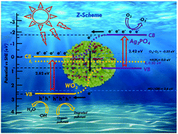 Investigation Of The Kinetics And Mechanism Of Z Scheme Ag3po4 Wo3 P N Junction Photocatalysts With Enhanced Removal Efficiency For Rhb New Journal Of Chemistry Rsc Publishing